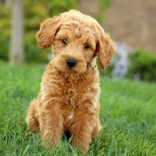 The unusual apricot markings on these beautiful pups make. Mini Goldendoodle Puppies For Sale Greenfield Puppies Mini Goldendoodle Puppies Goldendoodle Puppy Goldendoodle Puppy For Sale