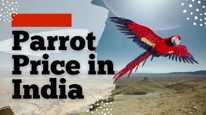 15 most por parrot in india