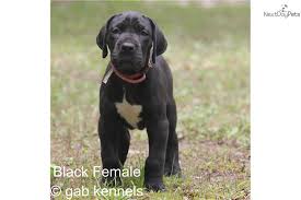 Akc registration & health guarantee on all puppies! Great Dane Puppies For Sale In Texas Petswall