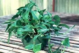 Pothos, golden pothos, devil's ivy, taro vine, ceylon creeper, ivy arum, money plant, hunter's robe toxicity: Golden Pothos Aspca