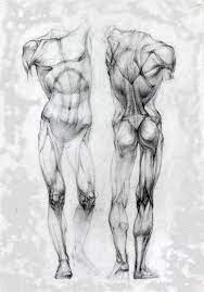 Its inscription in a square and a circle comes from a description by the ancient roman architect vi Anterior Posterior Anatomy Sketches Anatomy Drawing Human Anatomy Drawing