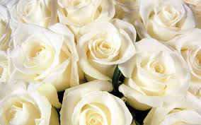 Image result for white flowers