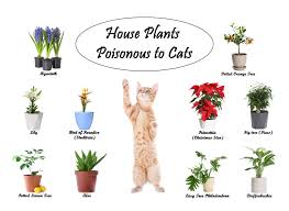 Are Spider Plants Toxic To Cats