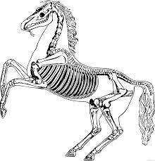 Men have long seen in these animals the companion almost indispensable to their daily life, primarily for useful reasons and for the pleasure of riding the rhythm of. Horse Coloring Pages Horseskeleton Printable Coloring4free Coloring4free Com