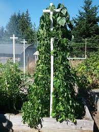 growing pole green beans on a trellis