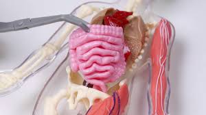 Complete anatomy has a wider depth and breadth of offerings than other anatomy platforms currently available (e.g. Squishy Human Body From Smartlab Toys Youtube