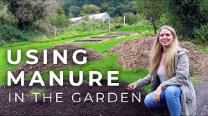 using manure in the garden and why it