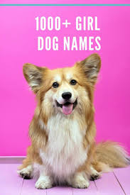 1000 dog nameeanings for