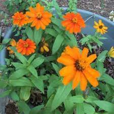 can you grow zinnias in pots learn