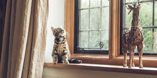 pet proofing tips for cats and kittens