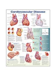 Shop Generic Cardiovascular Disease Chart Multicolour Online