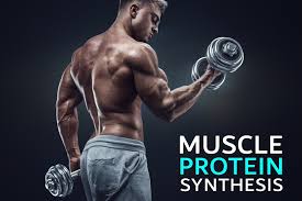 muscle protein synthesis