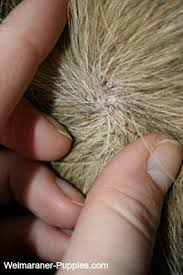 dog skin allergies common and