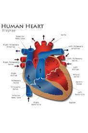 Human Heart Diagram Anatomy Diagram Educational Chart Mural Giant Poster 36x54 Inch