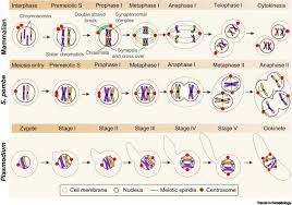 meiosis in plasmodium how does it work