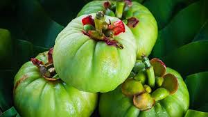 all about garcinia cambogia