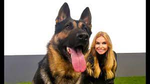 Select from premium german shepherd of the highest quality. The German Shepherd Dog Working Line Or Show Youtube
