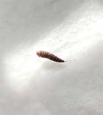 mattress is a carpet beetle larva
