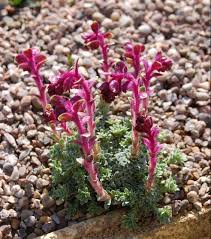 Saxifraga porophylla - Alpine Garden Society