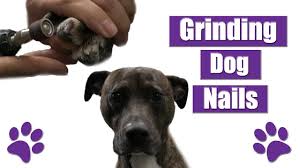 how to grind dog nails you