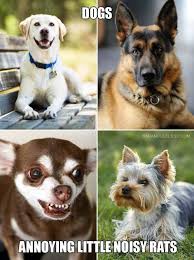 dopl3r.com - Memes - DOGS SADANDUSELESS.COM ANNOYING LITTLENOISYRATS