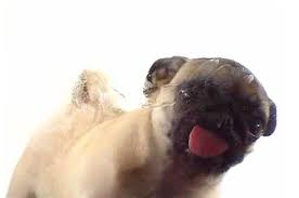 a dog licking your screen