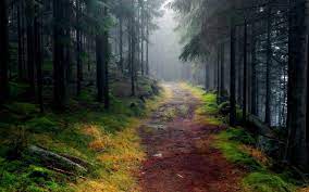 Forest Path HD Wallpaper