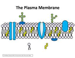 plasma membrane diagram quizlet