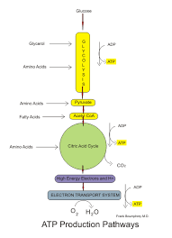 Medical Physiology Basic Biochemistry Sugars Wikibooks