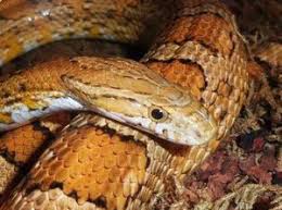 Nutritional Needs Of Corn Snakes Corn Snake