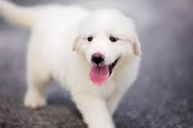 train your great pyrenees puppy