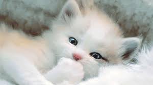 cute black and white kittens wallpapers