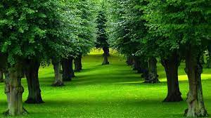 park trees