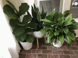 Keys to planting and growing a miniature garden indoors. Garden News Not Only Do They Look Great Indoor Plants Can Make Us Healthier Home Garden Theadvocate Com