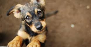 Before you search for puppies for sale, consider adopting a puppy! Puppies For Adoption Petfinder