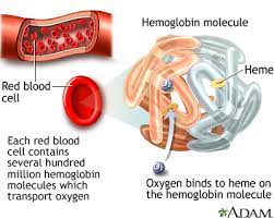 anemia medlineplus cal encyclopedia
