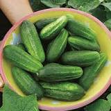 What cucumber is sweetest?