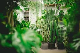 Where To Buy Plants In Nyc