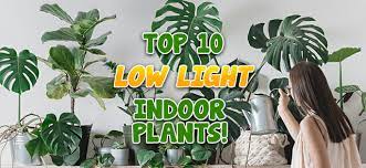 Top 10 Low Light Indoor Plants Garden
