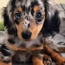 adopt a dachshund puppy near los
