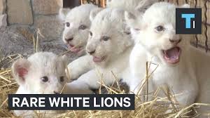 rare white lions you