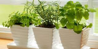 how to re pot bring herbs indoors to