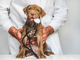 golden retriever puppy with cleft lip