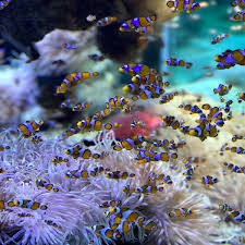 best aquarium screensaver for windows
