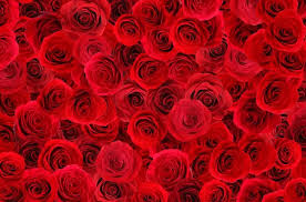natural red roses background stock