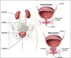 urinary tract infection physiopedia