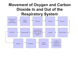Respiratory System Flow Chart Activity Answers Www
