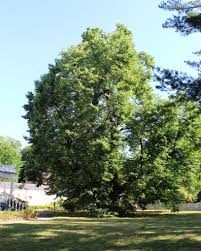 littleleaf linden at longfellow house