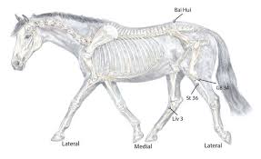 Acupressure For Keeping Your Horse Fit Animal Wellness Guide