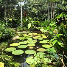 singapore botanic gardens tours and